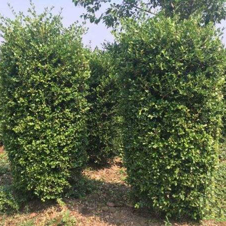 Большой запас различных саженцев для зеленения, колонны из самшита с семенами дыни, высококачественные саженцы колонн из самшита с семенами дыни, прямые продажи с базы.