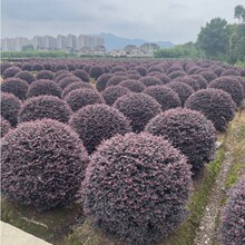 基地大量批发红花继木球柱子锥形红花檵木 规格齐全