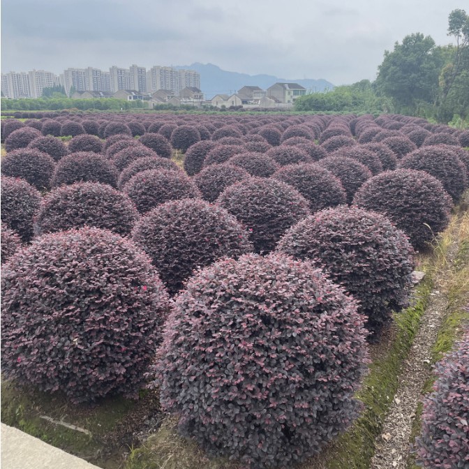 基地大量批发红花继木球柱子锥形红花檵木 规格齐全