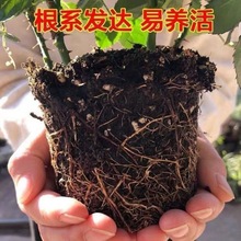 玫瑰花苗盆栽带花苞四季开花室内外好养活的绿植物月季苗花卉大全