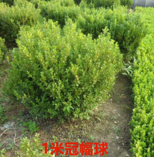 Dropshipping Boxwood Seedlings Saplings Boxwood Balls Small Leaf Melon Seeds Boxwood Seedlings All Year Round Evergreen Courtyard Hedge Wall