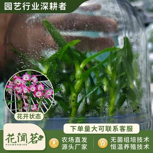 ��ʯ�� 3025 �S�{˹ƿ���׳ɻ�M��С�� �҃������Ի��� ����r��