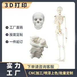 骨骼医疗模型3D打印手板手办不锈钢铝合金ABS尼龙树脂硅胶加工