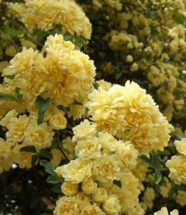 һ�����l�����ذ��Sľ�㻨������ֲ��ͥԺ�e�����ܶ໨�t�Nޱ�ٱ�