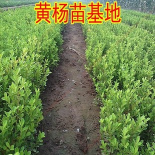 Hedge Melon Seeds, Boxwood Seedlings, a Large Number of Small-Leaf Boxwood Seedlings, Sales of Boxwood Balls, Perennial Boxwood Seedlings