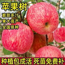 �O�����������Ϸ������Nֲ���Ա������O������簫�����䮔��Y��