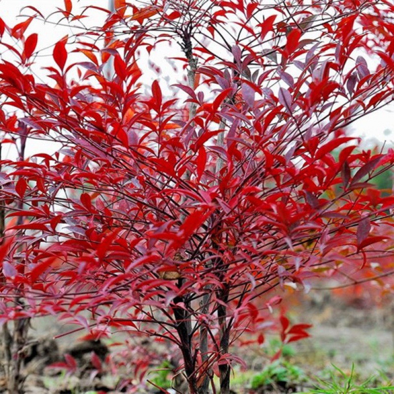 红叶南苗丛生红天竹南天竹盆栽四季种植秋冬季盆栽观叶绿化苗木