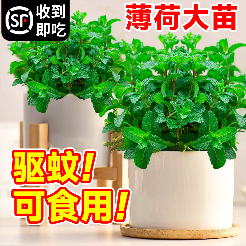 Dropshipping Mint Potted Edible Large Seedlings Indoor Mosquito Repellent Green Plant Rosemary All Year Round Herb Plant Lemon