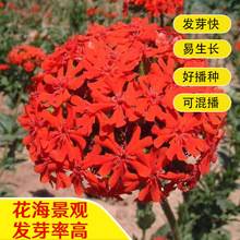 _NӾ^GNļ׻̨҃ͥԺ@ˇ