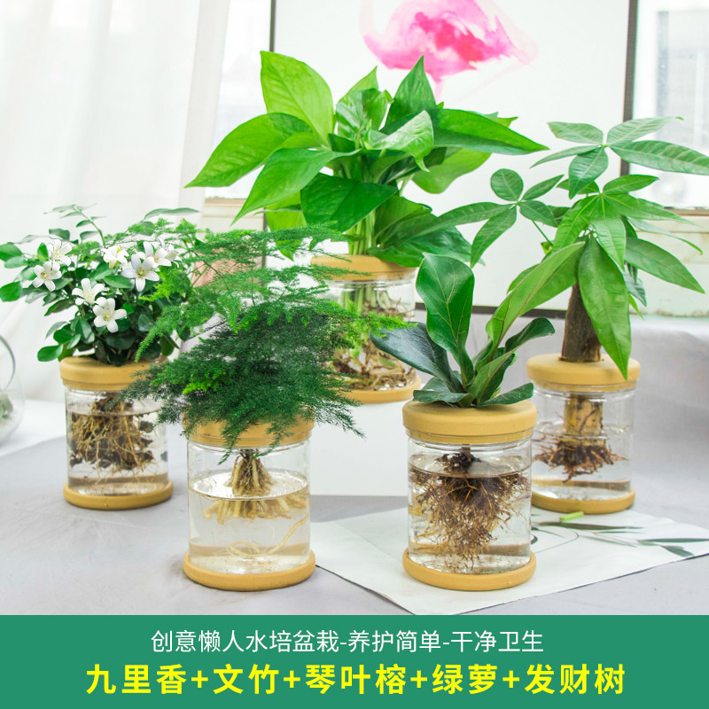 Plantas hidropónicas en maceta de flores de oficina de flores pequeñas plantas verdes en todas las estaciones, fácil de cultivar plantas en maceta de agua suculenta.
