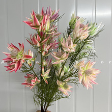 �����Ʒ�|�Ϸ����ﻨ ��Ů�� �������OӋ ���յ��� ���g����쾰