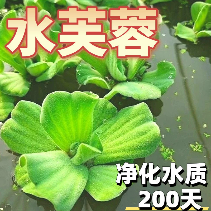Водный гибискус, водное растение лотоса, ландшафтный дизайн пруда, разведение кислородных водных растений, очистка качества воды, производитель водного гиацинта