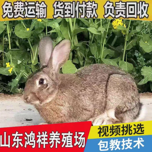 �S�����l���|�����r�û��w�����طN���l�r����N�û���