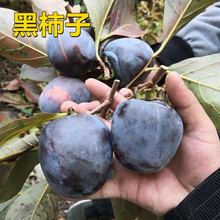 柿子苗树脆甜柿子苗树磨盘火晶树苗嫁接苗当年结果特大南北方种植
