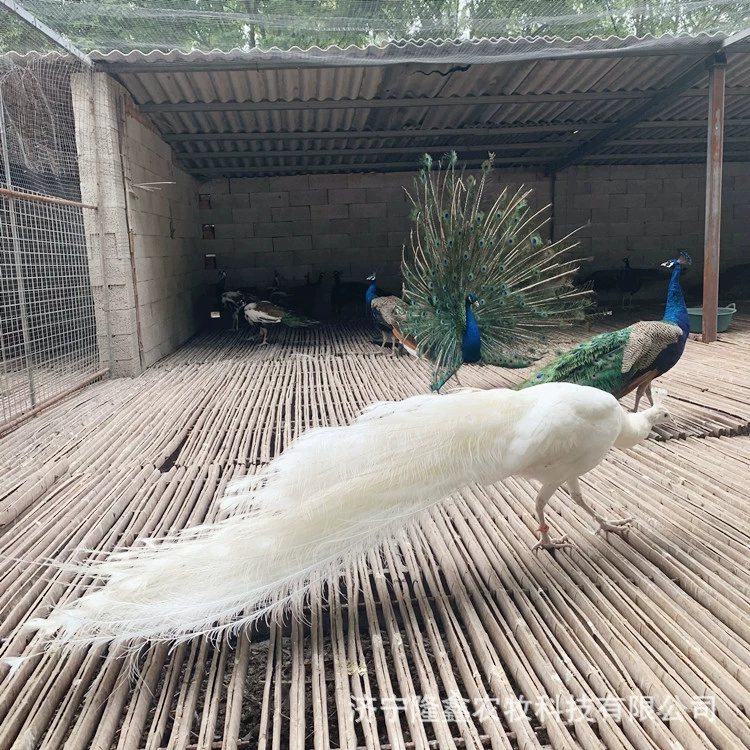 Живописный вид павлина на продажу арендуемых саженцев павлина