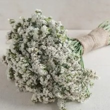 进口切花补血草种子多色可选勿忘草阳台盆栽干花易存活现货花海