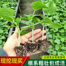 �����ļ��̨�S����ˮ��������߲������ԷN�紺�G����ϸ߮a����