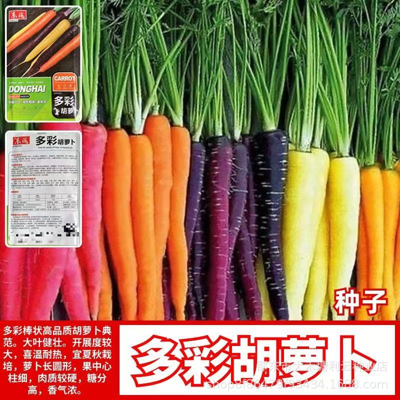 Colorful carrot seeds mixed color colorful four seasons balcony…