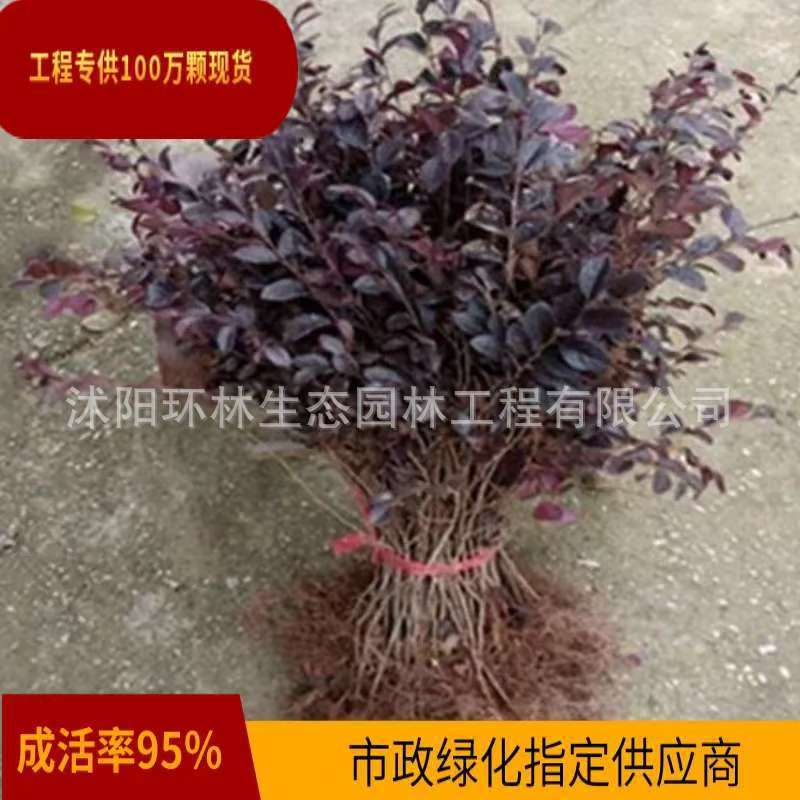 红花继木苗庭院绿化工程苗木四季不落叶公园小区道路色块基地直销