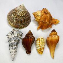 �F؛��Ȼؐ�����ݺ��� �~���쾰�b�DIY��ͯ��߽̲ĺ���ɺ��