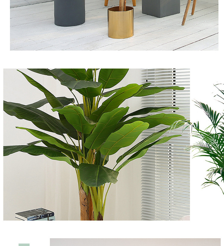 芭蕉树详情_07.jpg