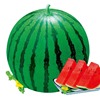 津科力丰 Lazy 8424 Watermelon Seed Early Kirin Gourd Fruit Seed Early Crash Anti -Crack Super Sweet Seed Seeds