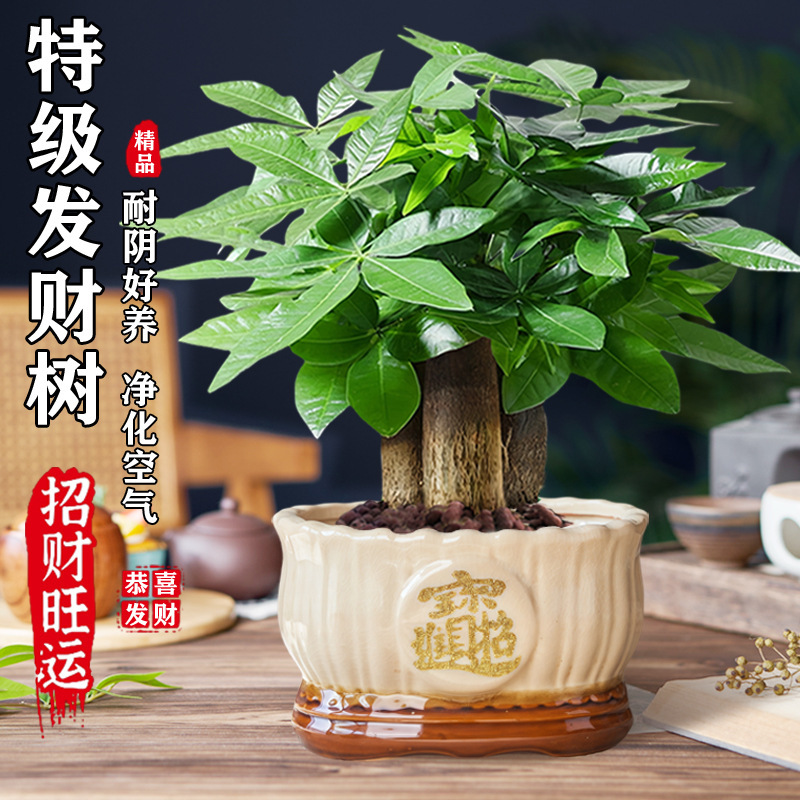 Money Tree Potted Flower Green Plant Indoor Living Room Fresh Air Good to Feed and Attract Wealth Chinese Money Tree Bonsai