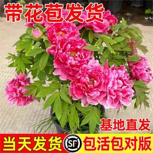 ĵ�������玧�����ش�̖������ꖺʝ��ذ��ļ�����ͥԺ�^�p�Ԙ���