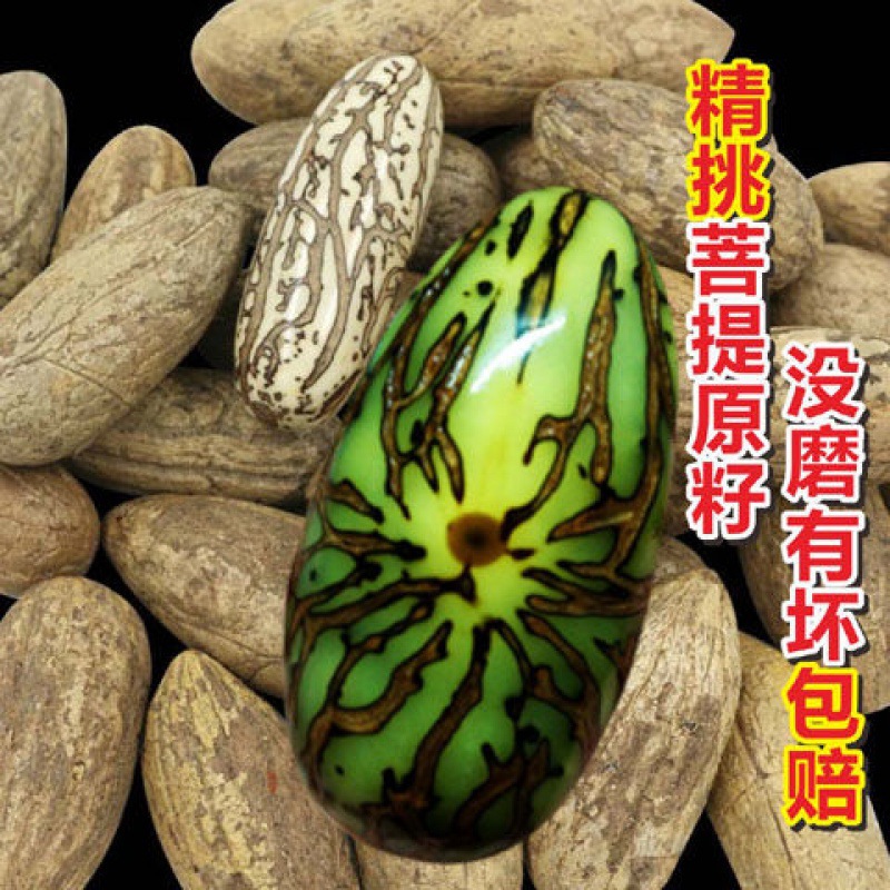 文玩批发千眼菩提子原籽红绿色风化大果星月菩提果手把件手串原料