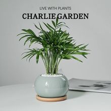 袖珍椰子桌面花卉盆栽室内办公室植物绿植净化懒人空气好养客厅