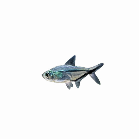 黒尾大フック魚群、水草水槽、小型熱帯魚稚魚、観賞魚、信号魚、エンジェルフィッシュ、フラッグフィッシュ|undefined