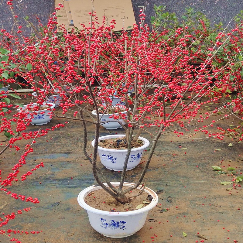 15 세의 초대형 묘목