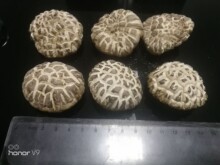 古恬营养  茶花菇 500g 白花菇 椴木香菇 厂家批发