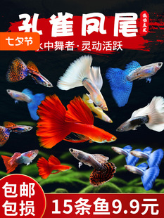 ��ȸ�~���w�Pβ�~��ˮȺ�Ό�����~���NС��̥���~�~��Ꭷ�^�p�~