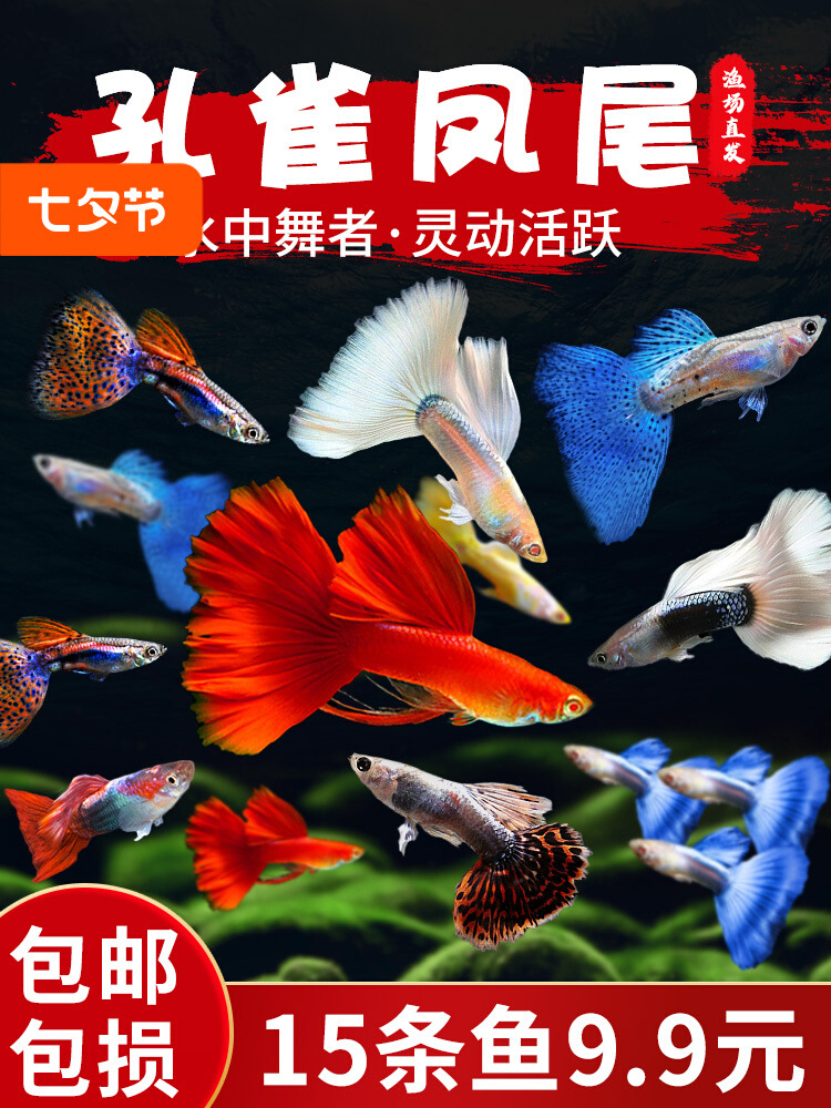 孔雀鱼活体凤尾鱼淡水群游宠物金鱼纯种小型胎生鱼鱼苗热带观赏鱼
