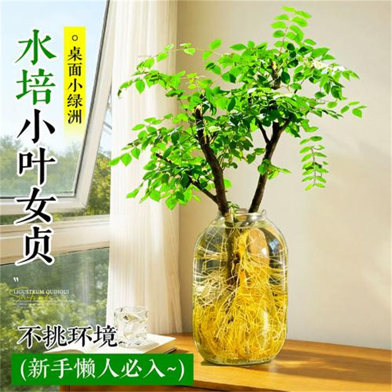 Oficina de plantas hidropónicas de Ligustrum leaflet verde sala de estar flores viejas estacas modelado de alto nivel cuatro estaciones buenas para atraer riqueza