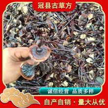 现货竹灵芝不苦网红小香芝泡水泡酒 煲汤产地直发香味