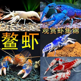 过家家玩具;积木类;机器人模型