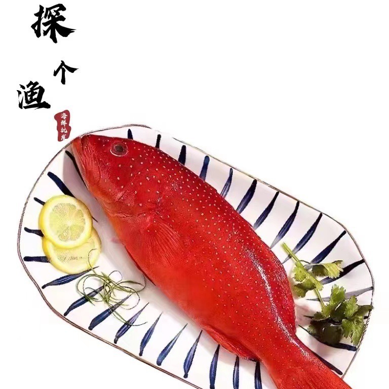 东山岛东星斑红斑活冻大石斑鱼冷冻东星斑燕尾斑刺身酒店餐饮直供