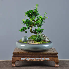 新中式造型盆景老桩福建茶茶室装饰摆件开业活动礼品室内绿植盆栽