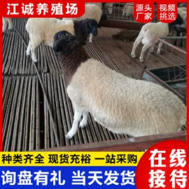 特种兽畜;特种珍禽;其他装饰摆件