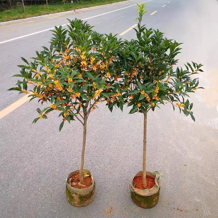 Grafted Osmanthus Saplings, Four-Season Osmanthus Large Florals, August Courtyard Native Golden Elixir, Tianxiang Pavilion, Agarwood Ground Potted Plants