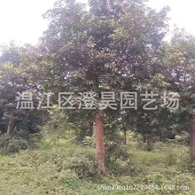 四川批发杜英树全冠精品绿化造型苗木湖南四季常绿乔木基地直销