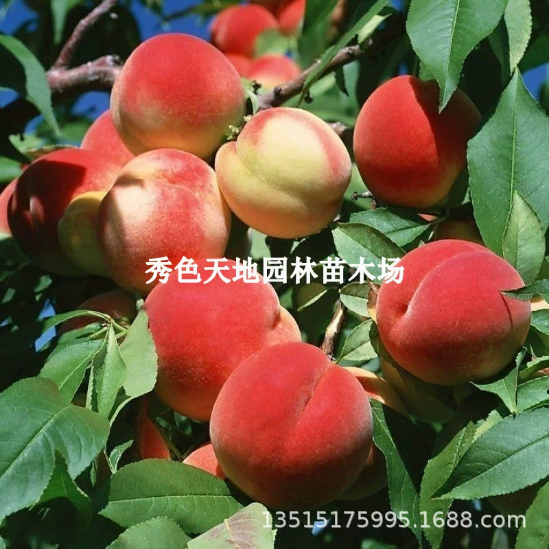 Хрустящий мед Рассада персика Прививка Рассада персика Саженцы желтого персика Плодоношение в год Посадка плодовых деревьев в горшке на юге и севере