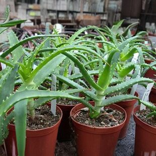 �Gֲș�û���ľ���J�Cľ���J�C Сľ�J�C��צ����צ�J�C���԰��]