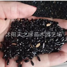 黄杨种子小叶瓜子冬青苗金叶女贞球苗红叶石楠黄杨球庭院篱笆苗