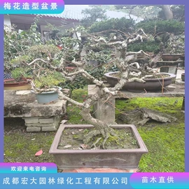 乔木;灌木;景观工程项目