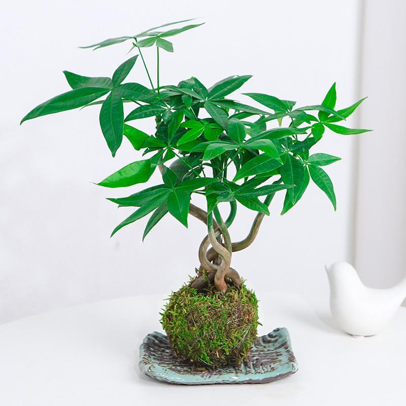 Moss Ball Five Blessings Money Tree Zen Nordic Hydroponic Plant Indoor Potted Plant Formaldehyde-Absorbing Money Tree Bonsai