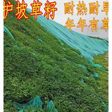 狗尾草种籽矿山复绿野杂草种子狗牙根草坪耐旱寒边坡绿化护坡草籽