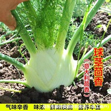 ���o����N�ӽY��С��������������С�~����N���ļ������߲˷N��